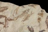 Fossil Fish (Gosiutichthys) Mortality Plate - Lake Gosiute #130101-4